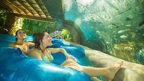 Loggerhead at Aquatica Orlando