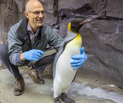 Dr. Christopher Dold examining a penguin at SeaWorld Orlando
