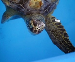 Lederhosen, an endangered sea turtle rescued, rehabilitated by teams at SeaWorld Orlando and Busch Gardens Tampa, and released back to the ocean.