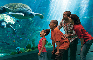 Family looking at sea turtles at SeaWorld
