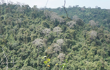Cerro Blanco Protected Forest