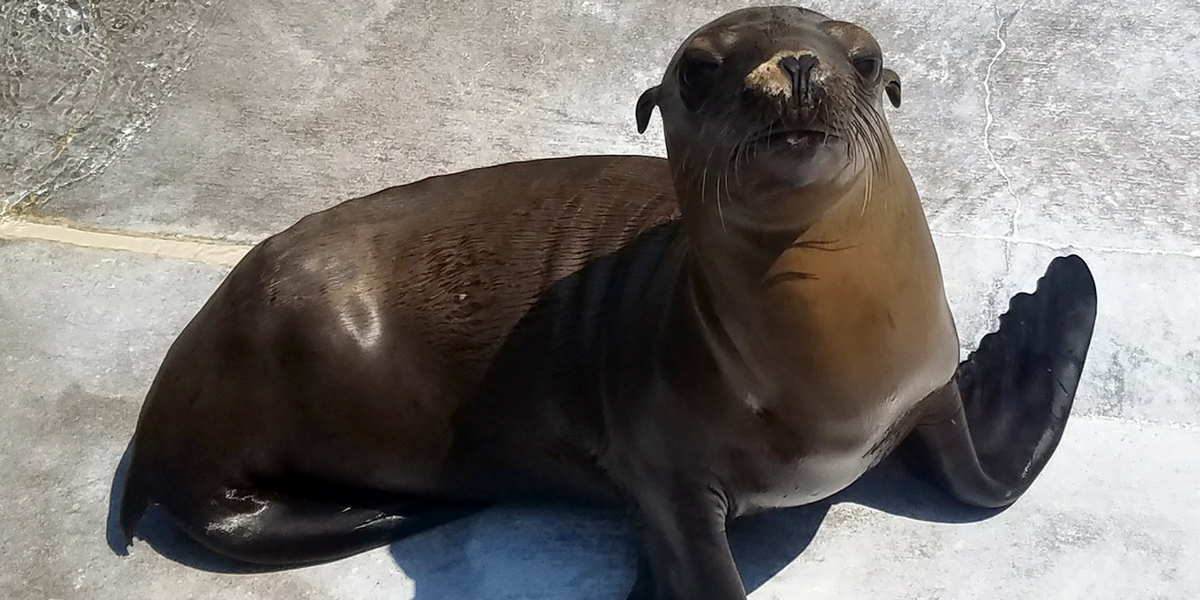 Rescued Sea Lion at SeaWorld