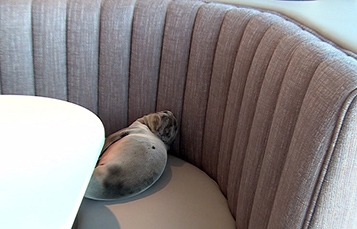 Sea lion sitting in restaurant booth