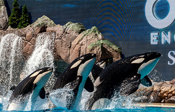 Three orcas at SeaWorld jumping in air