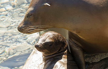 Sea lion mom and her pup