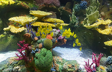 SeaWorld Aquarium