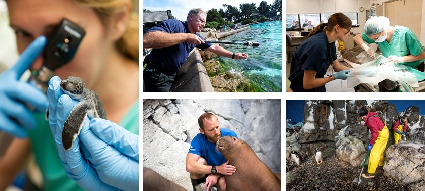 Various images showing the practices of animal care at SeaWorld