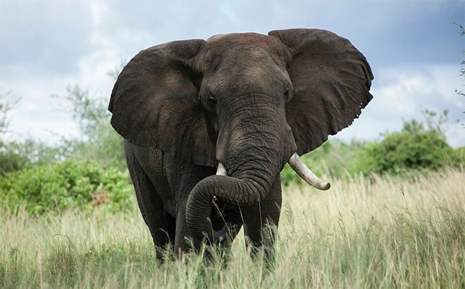 Elephant in grass field