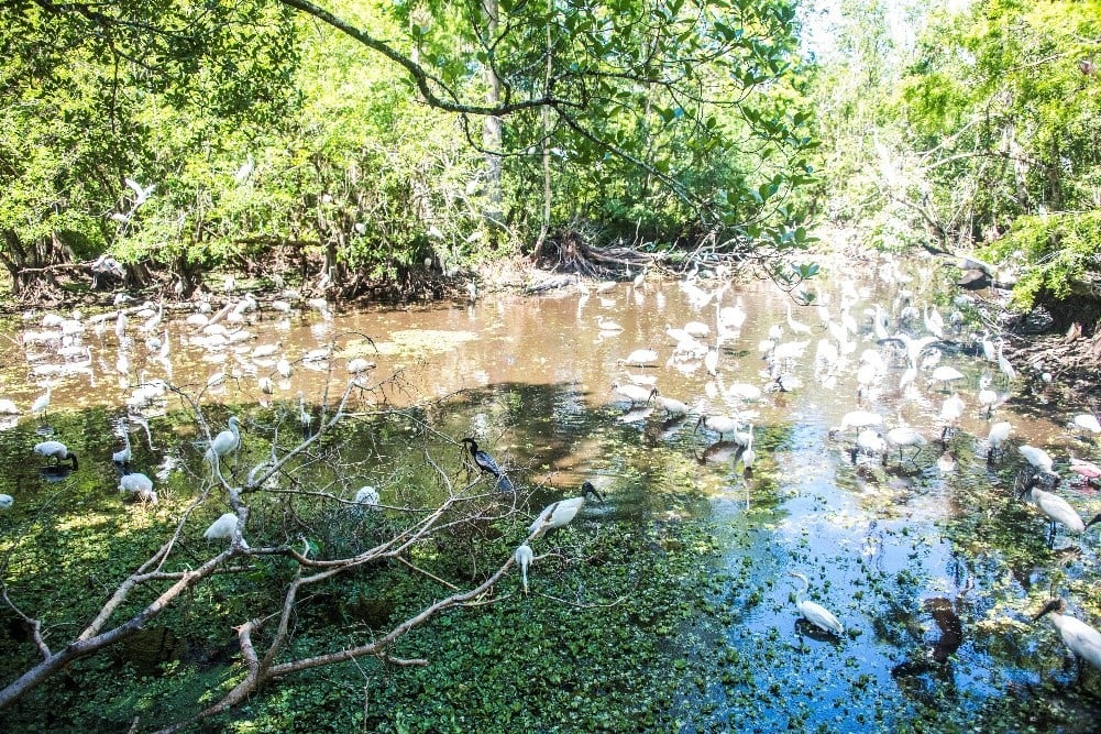 The everglades