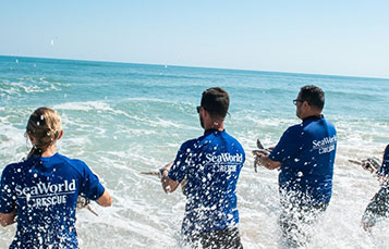 SeaWorld Rescue Team returning rehabilitated Sea Turtles to the ocean.