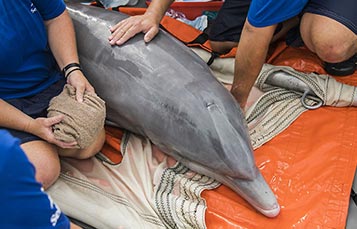A rescued dolphin with the SeaWorld Cares team