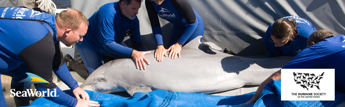 SeaWorld Veterinarians taking care of dolphin 