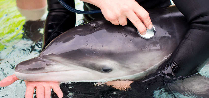 SeaWorld Veterinarian caring for dolphin