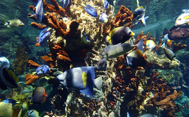 Tropical Fish