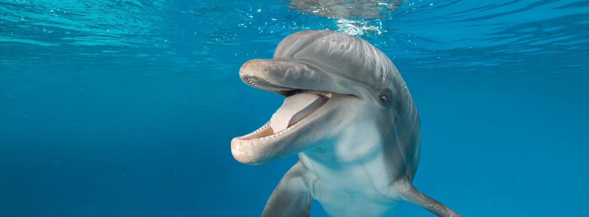 See dolphins at SeaWorld