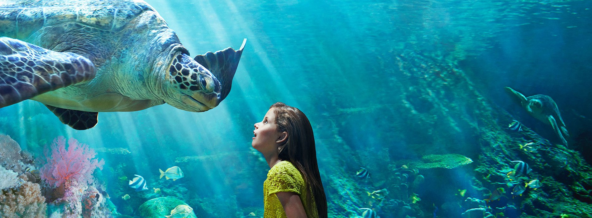 See amazing sea turtles swim at SeaWorld