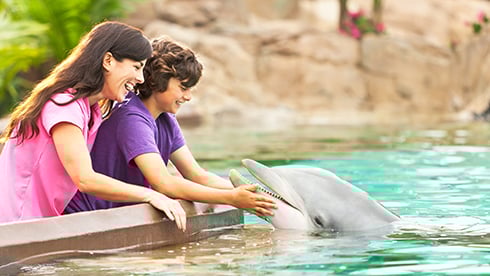 Tickets and Passes Image Dolphin